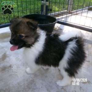Prince, Pomeranian Puppy